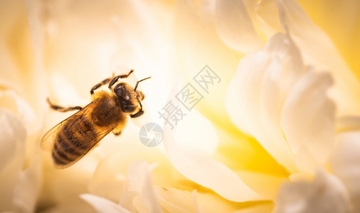 蜜蜂在亮白黄花朵上的蜜在工作的近距离蜜蜂在工作的近花朵在工作的近自然生态系统概念蜜蜂在亮白黄花上的近距离蜜蜂在工作的近距离花朵在图片
