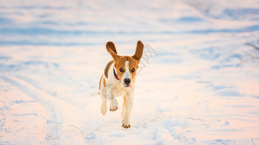 家养狗Beagle成年跑在雪地上图片