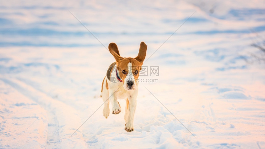 家养狗Beagle成年跑在雪地上图片