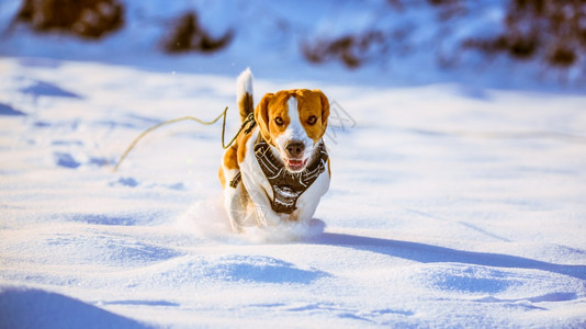 比格尔狗在冬季雪地上跑图片