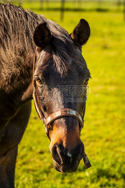 夏日阳光露天的美丽棕色马匹肖像绿色背景图片