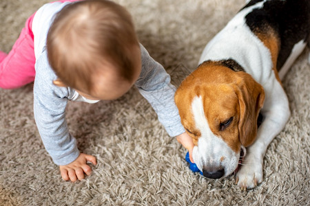 狗在地毯上嚼着玩具婴儿和他耍试图抢的玩具图片
