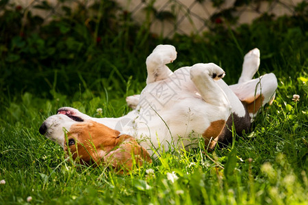 Triccarbeagle狗在草地上滚动夏日狗行为主题3ricolor图片