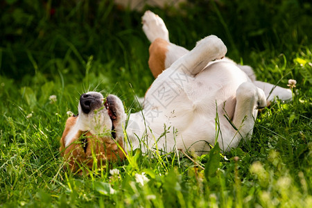 Triccarbeagle狗在草地上滚动夏日狗行为主题3ricolor图片