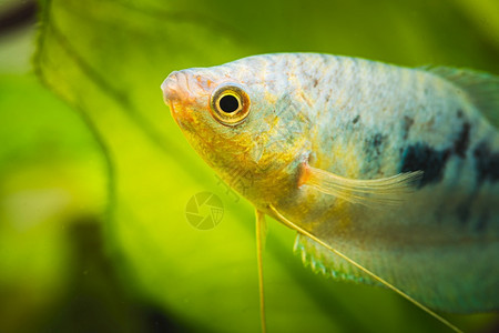 OpalineGouramiTrichopodus热带水族馆鱼缸中的热带水族馆鱼图片