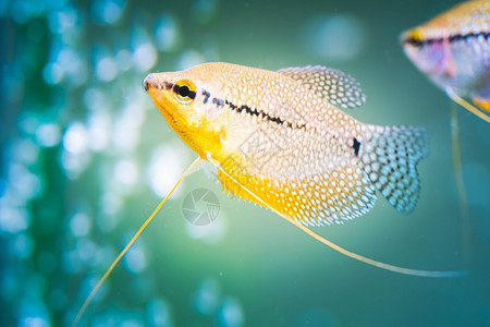 TrichopodusLeerii鱼罐中淡水族馆鱼库概念珍珠古拉米鱼罐中淡水族馆鱼图片