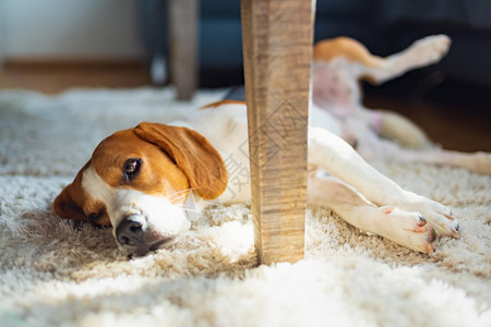 地毯背景Beagle狗厌倦了躺在地毯板的桌子下可爱的狗背景亮的内部背景