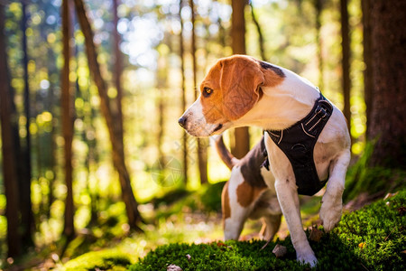 狗舔毛声音在阳光明媚的秋天森林里一只小狗警示着猎犬在寻找气味听着树林的声音猎犬概念阳光明媚的秋天森林里听着树的声音背景