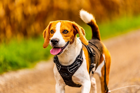 Beagle狗在田间走一条路Dog户外肖像狗在田间走一条路图片