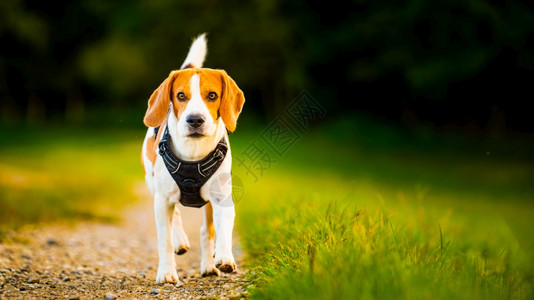 Beagle狗在田间走一条路Dog户外肖像狗在田间走一条路图片