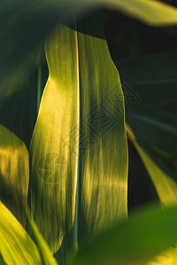 田间种植玉米的绿叶背景田间种植玉米的绿叶图片