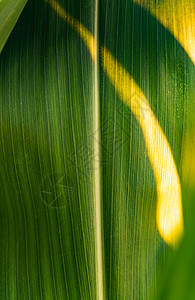 田间种植玉米的绿叶背景田间种植玉米的绿叶图片