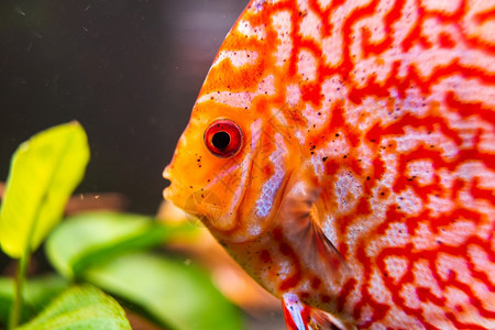 红橘子鱼在水族馆里很接近鱼的保存主题在水族馆里很接近图片