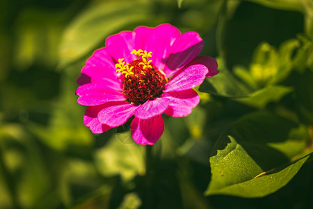 绿色背景下花园里的圆叶Tithonia花花卉主题绿色背景下花园里的圆叶Tithonia花图片