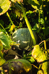 绿南瓜在田间蔬菜种植场上农业背景图片
