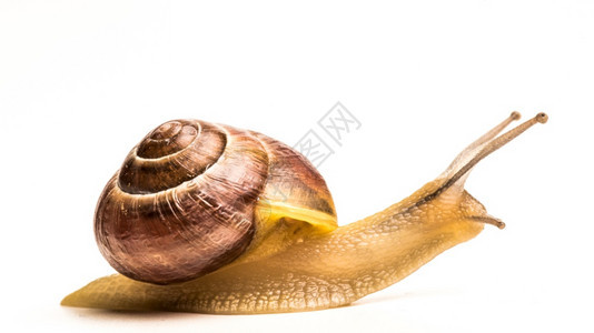 Snail侧面在明亮白背景上图片