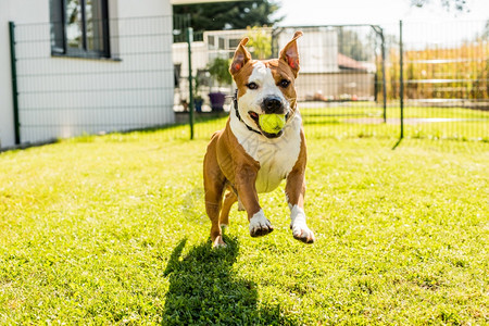 斯塔福德郡TerrierAmstaff狗跑在花园里带着球跑在花园里图片