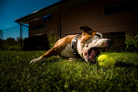 斯塔福德郡TerrierAmstaff在花园的狗和球图片