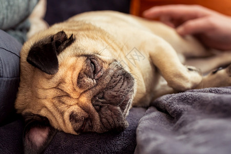 可爱的哈巴狗睡在沙发上沙发上休息近距离的脸图片