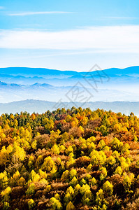 秋天风景地表的多彩林木和背景的蓝山背景图片