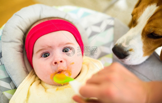 五个月大的怪胎妈用坚固的食物喂饱饿肚子的婴儿一只小狗好奇地看着图片