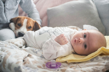 新出生的婴儿躺在毯子上比格尔狗躺在沙发前方有选择的焦点新生儿躺在毯子上比格尔狗躺在沙发前方图片