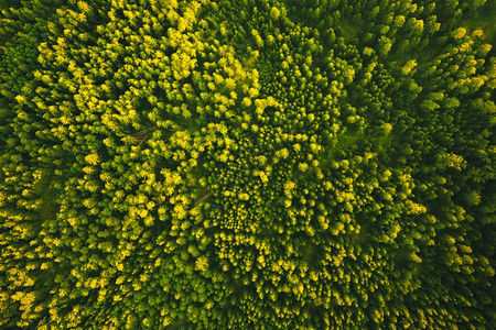 奥地利绿色高山森林的空中观察Styrian高山自然奥地利绿色高山森林的空中观察图片