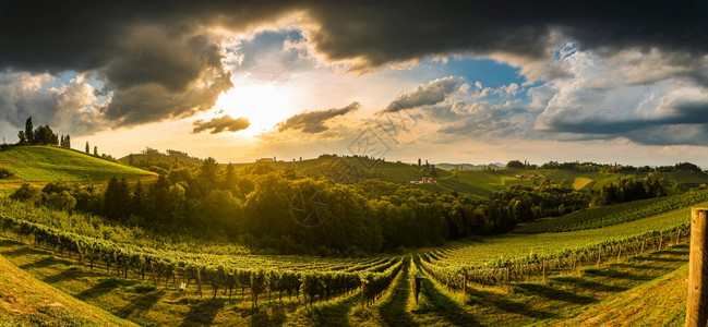奥地利葡萄园全景莱布尼茨地区著名的目葡萄酒路位于施蒂里亚南部品德州夏季旅游目的地绿色山丘和作物奥地利全景的葡萄园南施蒂里亚有葡萄图片