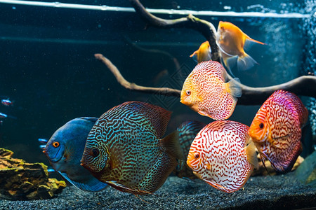 在水族馆里有来自鱼的多彩类关闭成年鱼图片