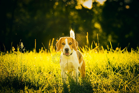 野生的三色鸟狗肖像日落时坐在草地上的狗背景图片