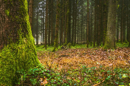 地上长满苔藓的秋天森林自然界的雾天秋季背景地上长满苔藓的秋天森林自然界的雾天图片