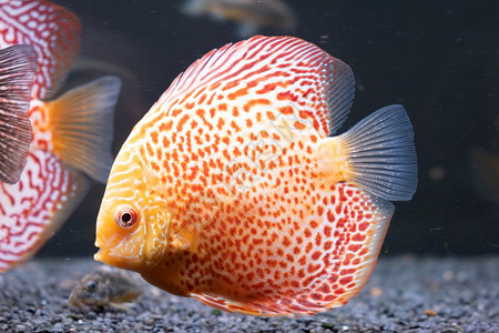Orange热带Symphysodon在鱼缸中发育迟缓的盘尾鱼生长问题Orange热带Symphysodon在鱼缸中发育迟缓的盘图片