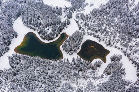 空中观赏一个雪松林和绿湖奥地利的丛林见湖空中观赏一个雪松林和绿湖图片