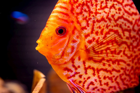 橘子盘鱼在缸中进行详细密闭在水族馆中进行橘子盘鱼高清图片