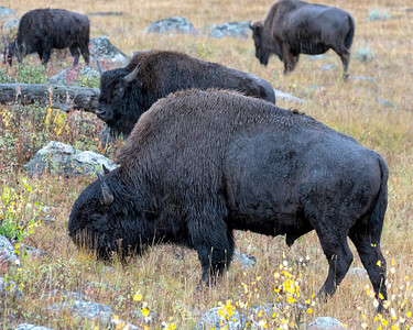 美国野牛Bison野牛图片