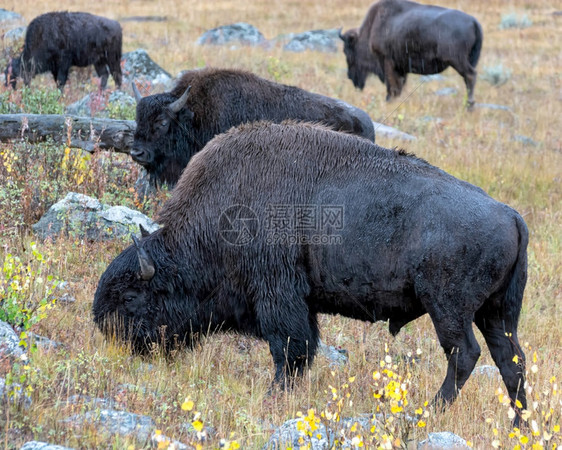 美国野牛Bison野牛图片