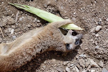猫鼬用两只前爪在玩玉米图片