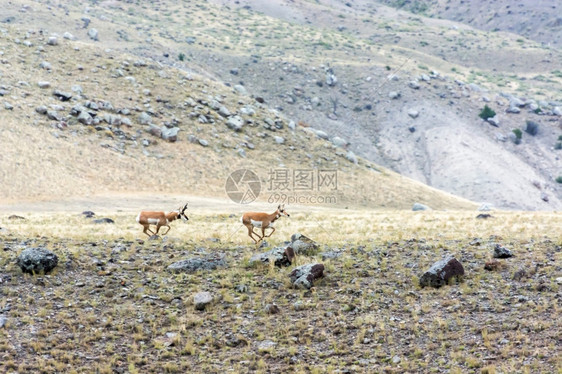 美洲安地洛卡普拉图片