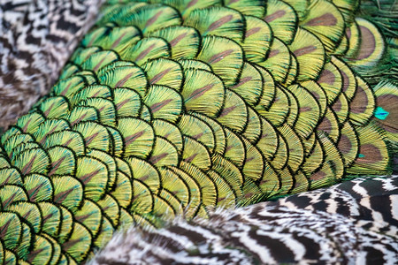 孔雀城孔雀五颜六色羽毛的特写背景