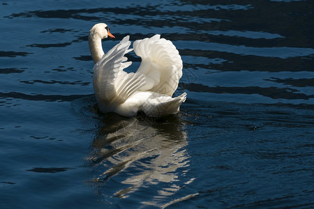 哈尔斯塔特湖畔阳光明媚的沉默天鹅图片