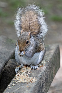 灰松鼠在木凳上吃种子背景图片