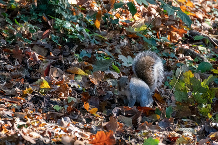 秋叶中的灰松鼠图片