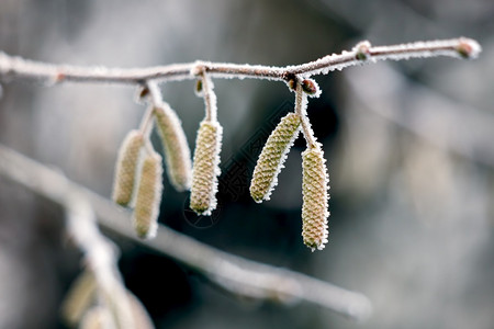 冬天榛树上覆盖着白霜的柳絮图片