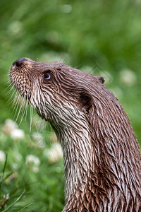 英国野生物中心Otter图片