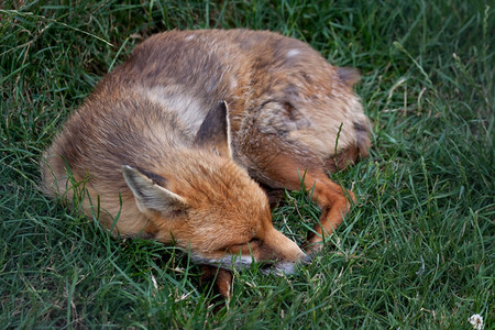 红狐睡觉图片