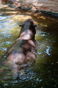 FUENGIROLA安达卢西亚西班牙7月4日PygmyHippopotamusChoeropsisliberiensis或Hex图片