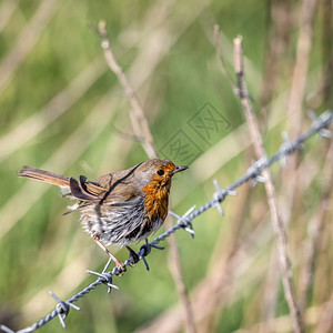 在一个阳光明媚的春日里潮湿的知更鸟栖息在带刺的铁丝网上图片