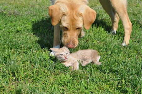 橙色家猫斑猫家猫和拉布拉多猫草丛中的哺乳动物橙色家猫和拉布拉多犬图片