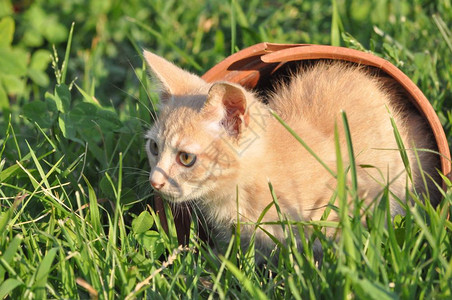 橙色家猫斑猫家猫猫科动物草丛中的哺乳动物橙色家猫哺乳类动物图片