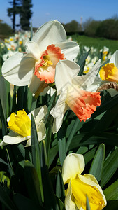 春天水仙美丽的白花特写图片